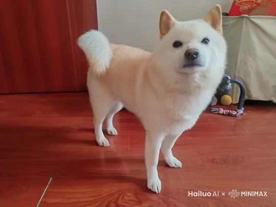 以下是一些关于这个画面的提示词：
主体元素 ：一只柴犬、穿着人的衣服（淡蓝色小马甲、卡其色背带裤、棕色皮鞋）、水果摊（红彤彤的苹果、黄澄澄的香蕉、紫莹莹的葡萄、绿油油的青枣）、手里的盘子、路人。
场景氛围 ：热闹的大街、阳光明媚、充满生活气息、温馨有趣。
动作细节 ：柴犬站立、熟练拿起水果、高高举起叫卖、小心翼翼放水果到盘子里、热情递盘子推荐、欢快摇尾巴。
光影效果 ：阳光洒在柴犬身上，形成温暖的光影，水果在阳光下色泽鲜艳，有明显的光影对比和高光效果。
色彩搭配 ：柴犬毛色的暖黄色调与衣服的蓝色、卡其色形成对比，水果的丰富色彩为画面增添活力，整体色彩鲜明且和谐。
风格 ：清新可爱、生动活泼、富有童趣、写实风格。 by Hailuo AI Video Generator