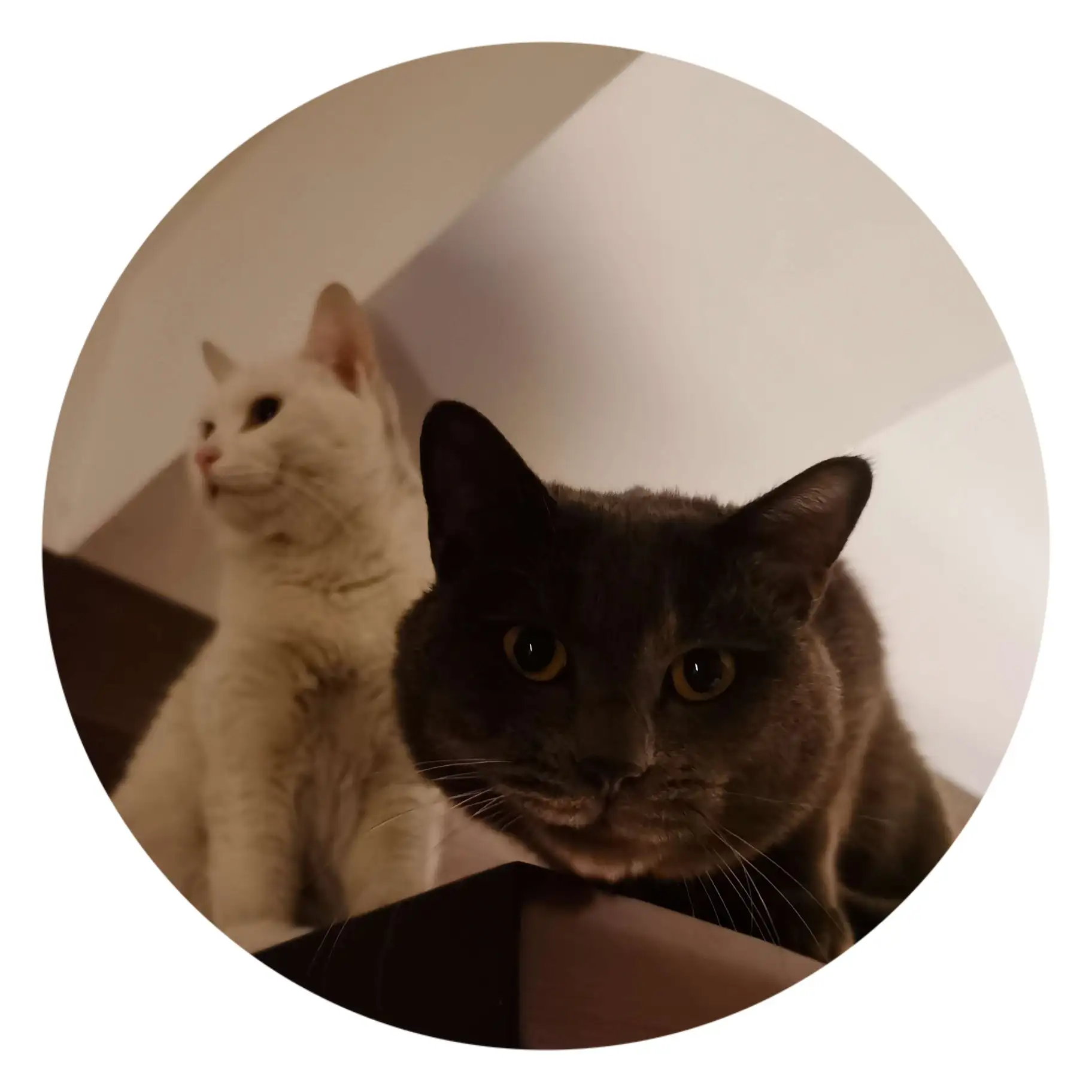 tracking-frame-icon