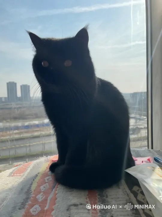 阳光洒满的客厅，黑猫蹲坐在冰箱前，特写毛茸茸的尾巴烦躁拍地，冰箱标签贴，“没菜了”。 by Hailuo AI Video Generator