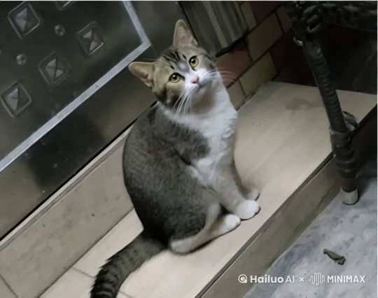 图上的猫，接着远处传来的一个篮球。镜头面向猫，猫使用钟摆运球，通过连续变向改变防守重心。反方向陀螺转动作，将舞蹈的节奏感融入运球动作，大跨步运球配合手臂摆动形成的视觉韵律，上反篮动作中通过假动作诱导对手重心偏移。标志性后撤步投篮动作，通过眼神与肢体语言传递出强烈的自信，展现“用表演传递热爱"的体育精神 by Hailuo AI Video Generator