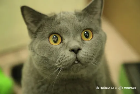 图中这只蓝猫起身，跳动感的舞蹈，镜头一开始聚焦在脸上，随后慢慢往后拉，知道看到这只猫的全身。 by Hailuo AI Video Generator