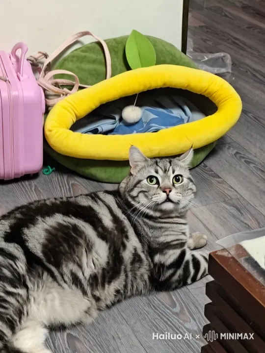 和照片里的猫来一段搞笑对话 by Hailuo AI Video Generator