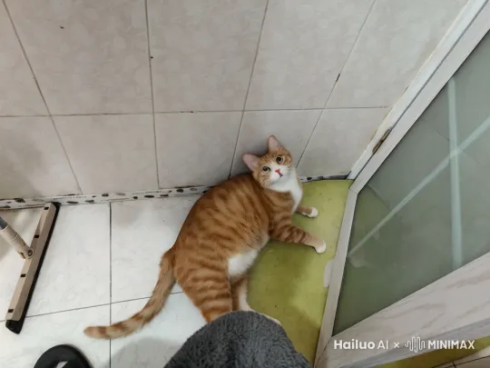 猫猫跳起来吐火 by Hailuo AI Video Generator