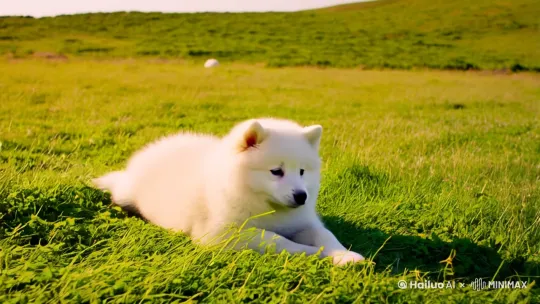 分别生成萨摩耶，边牧，金毛，博美，贵宾犬，比熊犬，成长蜕变，运镜丰富 by Hailuo AI Video Generator