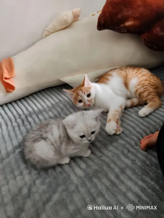 在院子里，美丽的自然风光，镜头由远及近，小白猫回头看了一眼大橘猫，两只猫立刻打起了咏春拳[左移,右摇,跟随]，最终镜头给两只猫的猫脸一个特写，视频时长6秒钟。 by Hailuo AI Video Generator