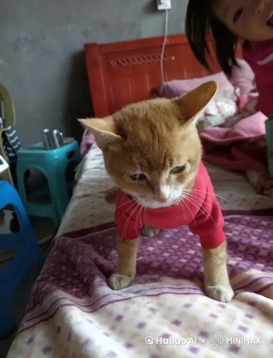 会武术的猫 by Hailuo AI Video Generator