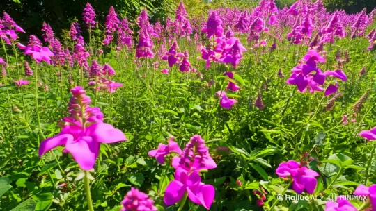 [左移]花开花落 by Hailuo AI Video Generator