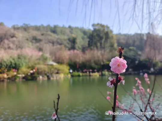 滇池位于云南省昆明市,是中国西南地区最大的淡水湖,也是昆明市的标志性景观之一。春天的滇池,风景如画,有着独特的魅力和浪漫气息。
春天的滇池,湖水碧绿如玉,周边山峦起伏,景色宜人。在温暖的阳光下,湖面上偶尔有几只海鸥掠过,留下一串串欢快的鸣叫。晨光中的滇池仿佛被一层轻纱覆盖,波光潋滟,宛如一幅水墨画卷。
春日里的滇池是一幅色彩绚烂的油画。春暖花开,黛青色的远山与脚下的花朵交相辉映,湖面碧波荡漾,远处的飞鸟点缀着这幅美丽的画卷。捞渔河湿地公园里,郁金香竞相绽放,仿佛一个被花包围的王国。
黄昏时分的滇池更是美得让人心醉。海晏村的日落被誉为绝佳的赏日落视角,夕阳的余晖洒在湖面上,波光粼粼,仿佛一片橘子海。浪花拍打着岸边,一阵阵风吹来,这是只属于滇池春日的浪漫。
滇池的美,不仅在于它的广阔与多姿,更在于那份宁静与诗意。每一次探访滇池,都是一场对美与宁静的再发现。如果你也厌倦了城市的喧嚣与繁忙,不妨来昆明滇池,感受那份只属于大自然的宁静与美好。
此外,春天的滇池边,还可以赏花吃菌汤锅,花菇朵的名字很贴切,为春日增添了更多的幸福和温馨。在滇池环游,感受春天的故事,可以导航到江尾村,附近有免费停车处,最好还是骑自行车,路线很适合骑自行车,适合一家游玩还会路过喂海鸥的地方,也会路过卧龙古渔村,适合周末出游。
如果你计划春天去滇池旅游,不妨带上相机或手机,记录下这些美丽的瞬间。无论是晨曦中的滇池、春日里的花海还是黄昏时分的日落,都是值得珍藏的回忆。 by Hailuo AI Video Generator