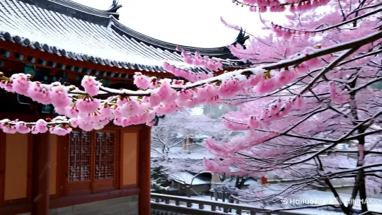 雪里梅花飘落在中国古建筑里 by Hailuo AI Video Generator