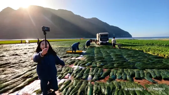 ### 场景描述：

在一座巍峨的大山脚下，阳光洒在一片广阔的**空地**上，空气中弥漫着淡淡的海风味道。空地上，**农民们**正忙碌地**晾晒海带**，他们将一片片墨绿色的海带均匀地铺开，形成了一片片“海带地毯”。不远处，**哪吒**手持自拍杆，正兴致勃勃地**拍着抖音段子**。

---

**哪吒**（兴奋地）：  
“哈喽，大家好！我是哪吒，今天带大家来到美丽的大连！大家看，这里就是大连的海带晾晒场！大连的海带可是远近闻名，**干净无污染**，全都是天然晾晒哦！”

（镜头转向正在忙碌的农民，哪吒走近一位年长的农民，微笑着打招呼）

**哪吒**：  
“大叔，您好！我是哪吒，能跟您聊两句吗？”

**农民大叔**（笑着）：  
“哎哟，哪吒！俺听说过你，俺们这儿的海带可是顶好的，你可得好好给俺们宣传宣传！”

**哪吒**（笑着点头）：  
“那是当然！大叔，您能跟我们说说，这海带是怎么晾晒的吗？”

**农民大叔**（自豪地）：  
“咱这海带啊，都是早上从海里捞上来的新鲜货。然后我们手工清洗干净，再一片一片铺开，让它们充分吸收阳光。这样晾晒出来的海带，**味道纯正**，**营养丰富**！”

（镜头转向海带，哪吒蹲下身子，仔细地展示海带的细节）

**哪吒**（对着镜头）：  
“大家看，这海带色泽墨绿，质地厚实，完全没有经过任何化学处理，绝对的**纯天然**！大叔，您说这海带吃了对身体有什么好处啊？”

**农民大叔**（笑着）：  
“哎呀，这海带可是好东西！它富含碘、钙、铁，还有好多维生素，常吃对身体好，尤其是对老人和孩子！”

（镜头转向哪吒，他站在晾晒的海带中间，背景是蓝天白云和大山）

**哪吒**（总结）：  
“听到没？大连的海带不仅天然晾晒，而且营养丰富，绝对是你的不二选择！想要吃到最天然、最健康的大连海带，就赶紧下单吧！记得关注我，哪吒带你了解更多大连的美味特产！”

（哪吒转向农民大叔，笑着挥手）

**哪吒**：  
“大叔，谢谢您！祝您们今年的收成越来越好！”

**农民大叔**（笑着挥手）：  
“谢谢啊，哪吒！有空常来玩！”

---

### 场景分析：

1. **互动对话**：通过哪吒与农民大叔的对话，增加了视频的互动性和趣味性，使观众更能感受到现场的真实氛围。
2. **产品介绍**：通过农民大叔的介绍，进一步强调了海带的天然晾晒过程和营养价值，增强了观众对产品的信任感。
3. **人物设定**：哪吒和农民大叔的互动，展现了哪吒的亲和力和农民大叔的朴实，使人物形象更加丰满。
4. **情感交流**：哪吒与农民大叔的互动中，充满了对劳动者的尊重和对产品的热爱，传递了积极向上的情感。

### 视频效果：

这个版本的抖音段子通过哪吒与农民大叔的互动对话，不仅增加了视频的趣味性和真实感，还通过农民大叔的介绍，进一步突出了大连海带的优良品质。观众在观看视频的同时，也能感受到大连的自然风光和海带的独特魅力，从而更愿意关注和购买。[左移,右摇,跟随] by Hailuo AI Video Generator