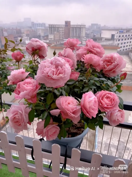 风轻轻吹动花 by Hailuo AI Video Generator