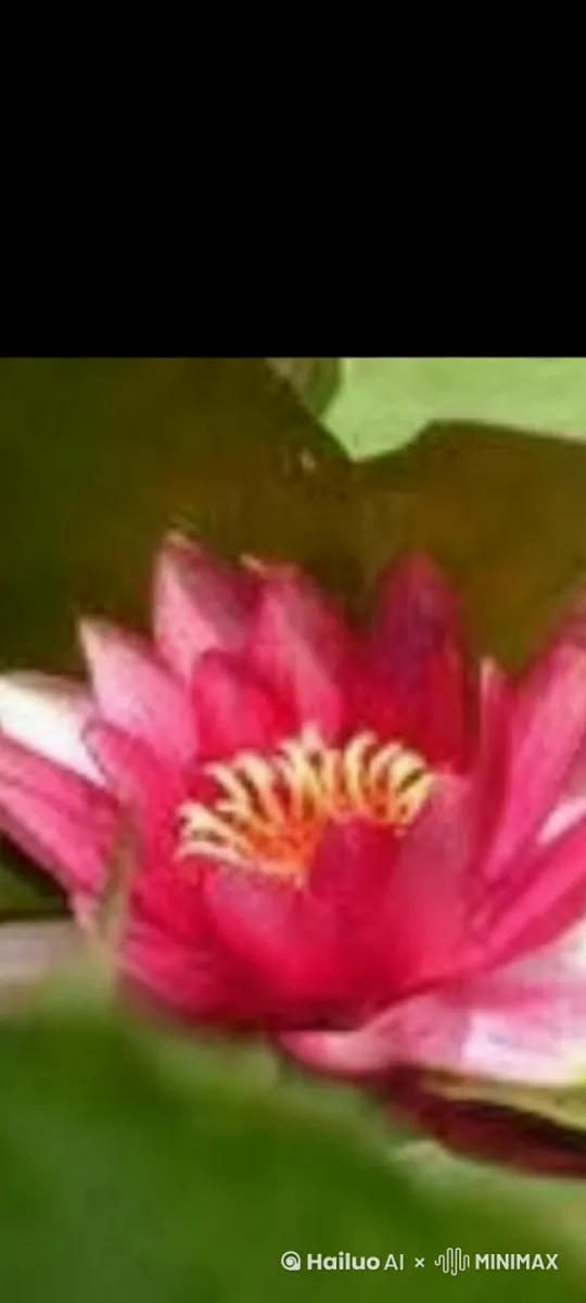 最美的花 by Hailuo AI Video Generator
