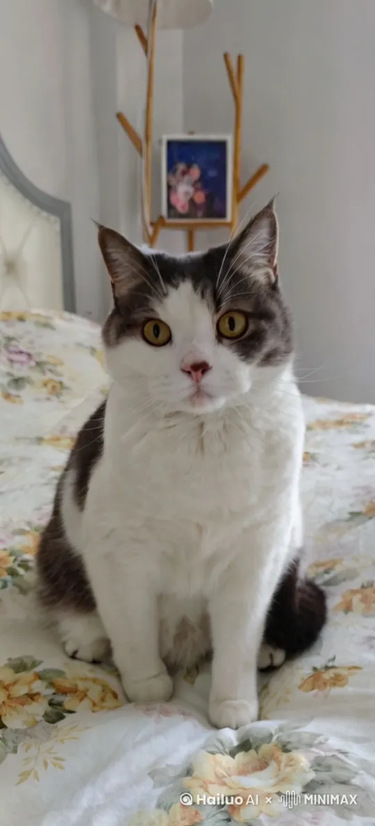 猫咪抬起前爪，两腿直立，前爪抱拳作揖同时点头。 by Hailuo AI Video Generator