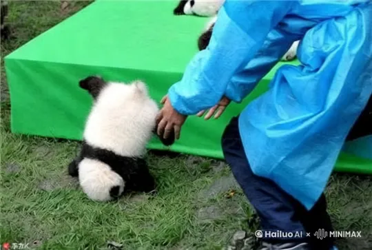 在一片绿意盎然的草地上，一只可爱的熊猫宝宝正好奇地探索着周围的世界。它那黑白相间的毛发在阳光下显得格外醒目，仿佛是大自然的艺术品。突然，一位穿着蓝色防护服的饲养员走了过来，轻轻地抚摸着熊猫宝宝的背，仿佛在给它传递着温暖和关爱。熊猫宝宝似乎感受到了这份温柔，它抬起头，用那双纯真的眼睛望着饲养员，仿佛在说：“谢谢你，我的朋友。”饲养员微笑着，继续用双手为熊猫宝宝梳理毛发，动作轻柔而充满爱意。这一幕，不仅展现了人与自然和谐共处的美好画面，更传递出对生命的尊重和对自然的敬畏。让我们跟随即梦AI的动画，一起感受这份纯真与温暖吧！ by Hailuo AI Video Generator
