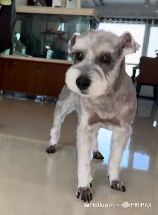 以下是为“一张浅椒盐色雪纳瑞狗的图片扮演警犬”设计的AI视频文案，结合雪纳瑞的特点和警犬的角色设定，打造一个既有趣又感人的短片：

---

**视频标题：**  
《小个子，大英雄：警犬Charlie的使命》

---

**开场画面：**  
（画面：一张浅椒盐色雪纳瑞的图片逐渐动态化，变成一只精神抖擞的雪纳瑞，穿着迷你警犬制服，站在警局门口。）  
**旁白：**  
“这是Charlie，一只浅椒盐色的雪纳瑞。别被它的小个子骗了——它可是警队中最勇敢的警犬！”

---

**场景1：巡逻开始**  
（画面：Charlie从警局跑出，迈着轻快的步伐，开始在街道上巡逻，背景是阳光明媚的城市。）  
**旁白：**  
“每天清晨，Charlie都会准时出发，执行巡逻任务。虽然它个子小，但它的勇气和智慧让它成为警队中不可或缺的一员。”

---

**场景2：发现异常**  
（画面：Charlie突然停下，耳朵竖起，鼻子嗅了嗅空气，目光锁定远处的一个模糊人影。）  
**旁白：**  
“突然，Charlie发现了异常。它的敏锐嗅觉和警觉性，让它第一时间察觉到了危险。”

---

**场景3：追踪嫌疑人**  
（画面：Charlie快速奔跑，追踪一个虚拟的“嫌疑人”，穿过街道和小巷，灵活地绕过障碍物。）  
**旁白：**  
“毫不犹豫，Charlie迅速行动，追踪目标。它的小个子让它更加灵活，能够在狭窄的空间中穿梭自如。”

---

**场景4：任务完成**  
（画面：Charlie成功将“嫌疑人”逼入角落，警察随后赶到，Charlie回到警局，接受表扬和零食奖励。）  
**旁白：**  
“任务完成！Charlie再次证明了它的价值。它是警队的小英雄，也是这座城市的守护者。”

---

**结尾画面：**  
（画面：Charlie站在警局门口，目光坚定，背景是夕阳下的城市。）  
**旁白：**  
“无论白天还是黑夜，Charlie都在这里，守护着我们的安全。因为有了它，这座城市更加安心。”

---

**字幕：**  
“向所有警犬致敬——无论大小，都是无畏的守护者。”

---

**音效与配乐建议：**  
- 开场：轻快活泼的背景音乐，突出Charlie的可爱和活力。  
- 追踪时：紧张但略带幽默的配乐，配合Charlie的小个子特点。  
- 结尾：温馨而庄严的音乐，突出Charlie的英雄形象。

---

**特别提示：**  
- 在视频中，可以加入一些幽默元素，比如Charlie跳上警车时需要助跑，或者追到嫌疑人后得意地摇尾巴，让视频更加生动有趣。

---

这段文案结合了雪纳瑞的特点和警犬的角色设定，既展现了Charlie的勇敢，又突出了它的可爱，适合用于生成一个既感人又轻松的视频！ by Hailuo AI Video Generator