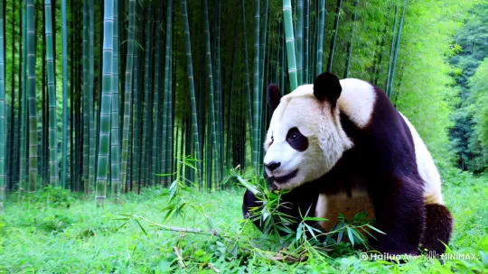 熊猫吃竹子 by Hailuo AI Video Generator
