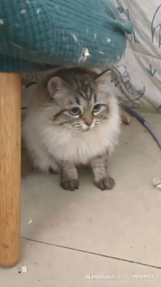 近景从猫的眼睛开始然后拍摄全身，然后滚成一个毛球原地炫装爆炸 by Hailuo AI Video Generator