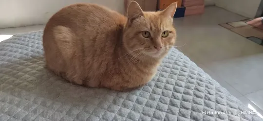 小橘猫伸了个懒腰[左移,推进,右摇]，慢慢起来[右移,左摇,跟随]跳跃着去吃猫粮[左摇,变焦推进] by Hailuo AI Video Generator