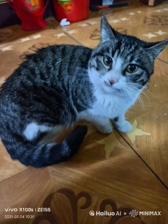 猫和人史诗般的暴力打斗场面，镜头限随图片中的人和猫拳打脚踢。快速暴力动作片，人和鸡的生死战，电影级，人和鸡拳打脚踢动作非常快速，鸡和人打出幻影 by Hailuo AI Video Generator