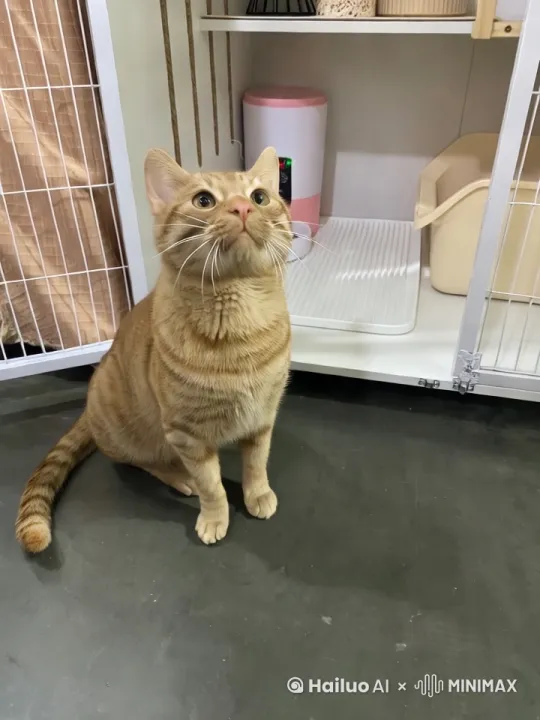 橘猫自我介绍 by Hailuo AI Video Generator