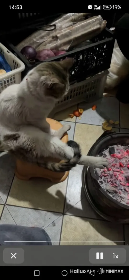 。冬日的午后,阳光懒洋洋地洒在屋内,一只圆滚滚的小猫迈着悠闲的步伐,踱步到了温暖的火盆边。它像一团柔软的绒球,缓缓地卧下,眼睛惬意地眯成了一条缝,仿佛沉浸在这温暖的小天地里,尽情享受着火盆散发的暖意。
许是离火盆太近,一颗调皮的火星突然蹦到了小猫的爪子上,小猫像是被电击了一般,瞬间惊跳起来,“喵呜”一声惨叫划破了屋内的宁静。它原本柔顺的毛发刹那间根根竖起,如同刺猬一般,眼睛瞪得像铜铃般滚圆,瞳仁缩成了危险的竖线,那目光好似要把眼前的“罪魁祸首”——火盆给看穿。
紧接着,小猫开启了疯狂的报复行动。只见它后腿猛地一蹬,像一道闪电般猛地扑向一旁无辜的小凳子。小猫的爪子如锋利的刀刃,疯狂地又抓又挠,小凳子在它的“攻击”下瞬间失去了平衡,“哐当”一声被掀翻在地,在地上翻滚了几圈才停下来。
还没等这阵动静平息,小猫又以迅雷不及掩耳之势跳上了桌子。它的尾巴愤怒地甩来甩去,爪子一挥,桌上的摆件就像遭遇了地震一般,一股脑地被扫落在地。花瓶在落地的瞬间发出清脆的碎裂声,如同破碎的水晶般四处飞溅;书本也像折翼的鸟儿一样,“啪嗒啪嗒”地散落在地,书页在空气中胡乱地飞舞着。
这突如其来的混乱场面正好被刚进屋的主人撞见,主人的眼睛瞬间瞪得老大,嘴巴张得能塞下一个鸡蛋,脸上满是惊讶与错愕。主人愣在原地,半天都没回过神来,只是呆呆地看着眼前如同被龙卷风席卷过的混乱场景,脑海中一片空白,不知该如何是好。
周围的人群见状,纷纷展现出各自的绝技。一位身着传统武术服装的男子,身轻如燕,一跃而起,追随飞翔的龙。他在空中连续施展华丽的武术动作,每一招都精准有力,仿佛与龙进行着一场空中舞蹈。
另一位女子,身着飘逸的长裙,手持长剑,她的动作优雅而迅速,剑光闪烁,与龙的身姿相映成趣。她在空中划出一道道亮丽的弧线,每一次挥剑都仿佛在与龙进行着无声的交流。
还有一位身强力壮的男子,他赤手空拳,但每一拳都带着风雷之势,他的动作刚猛而有力,每一次出拳都仿佛能撼动天空。他在空中与龙激烈交锋,每一击都让人感受到力量的碰撞。
这场空中打斗场面激烈而壮观,人群中的每个人都以自己的方式与龙互动,他们的动作各具特色,有的轻盈飘逸,有的刚猛有力,有的快速敏捷。整个场景充满了动感和活力,仿佛是一场中国武术与神话生物的空中盛宴。
by Hailuo AI Video Generator