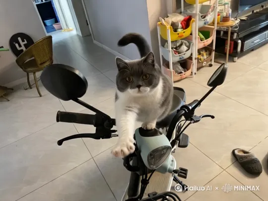猫说：天热了，我出去骑车吧 by Hailuo AI Video Generator