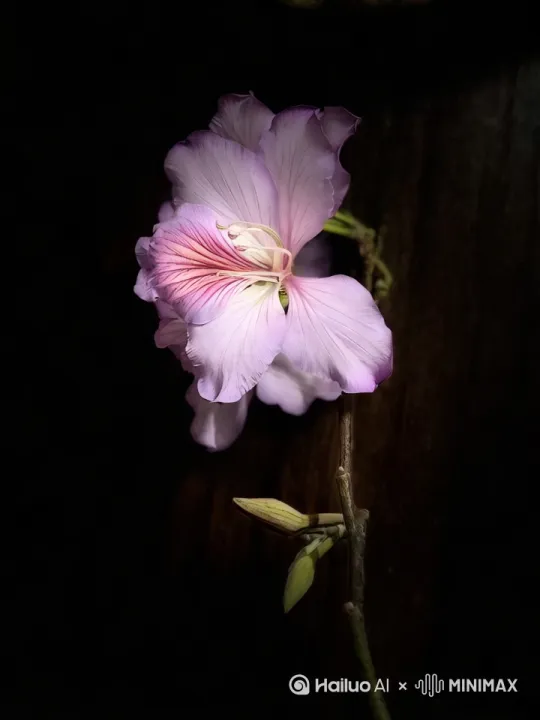 让花动起来 by Hailuo AI Video Generator