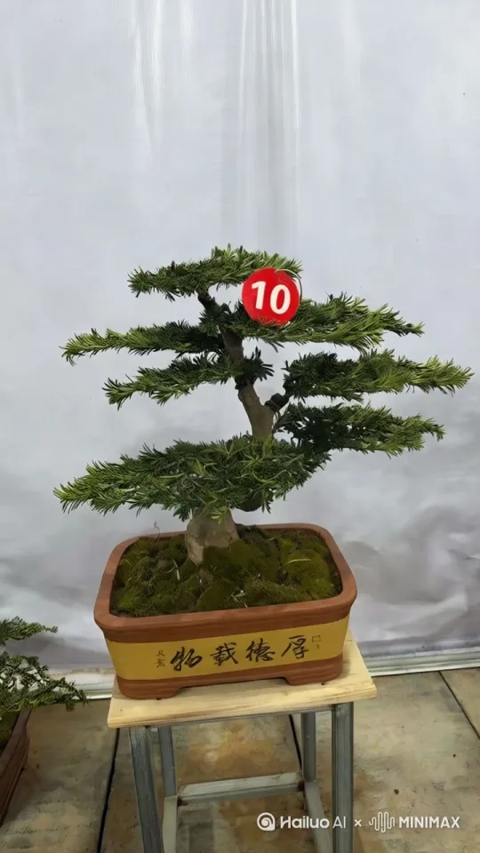 介绍一下这颗30年老桩盆景米叶罗汉松盆景远近结合的拍 by Hailuo AI Video Generator