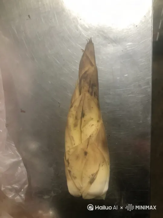 春雷惊破冻土时，两支笋尖同时顶开了山崖的裂缝。

阿青的笋衣是透亮的翡翠色，细长身子在晨露里泛着水光。隔壁的小褐裹着赭石色硬壳，矮墩墩像块没雕好的砚台。他们隔着碎石缝打量对方，发现彼此竟不是同个品种。

"你长歪了。"小褐闷声说，他头顶的箨叶像武士盔甲般层层交叠。

阿青扭了扭纤长的腰："是风把我吹斜的。"说着忽然惊叫，几粒碎石正顺着崖壁滚落。小褐立刻绷紧笋壳，用坚硬的背脊替她挡下飞溅的砂砾。

梅雨来得又急又凶。某夜山洪突至，阿青在暴雨中簌簌发抖，细嫩的笋尖被冰雹砸出裂痕。小褐突然闷头撞过来，赭色硬壳"咔"地卡进石缝，在她头顶支起小小屋檐。他们这才发现，地下的根须早已在黑暗中悄悄缠成了结。

三年后雷雨再临时，褪去笋衣的修竹在风中交叠成翠玉屏风。阿青的竹节拔到七丈高，柔软竹梢却总是垂向崖畔那丛矮壮的褐竹。巡山人才发现，看似各自生长的两竿翠竹，地下的根脉竟盘成了同心结。
第五个梅雨季的雨脚格外绵密。子夜时分，山洪裹着碎石冲进裂缝，小褐感觉到阿青的根系在泥浆中发颤。他猛然弓起坚硬的竹身，让年轮里沉淀的硅质涌向表皮，褐纹斑驳的竹干瞬间泛起金属光泽。

"你会被冲走的！"阿青的竹叶在狂风中碎成绿蝶。她的根须突然爆发惊人的柔韧，像无数碧玉簪插入岩层，将小褐摇晃的根基牢牢箍住。雨帘中两道身影渐渐交叠，青竹的枝条缠上褐竹的硬节，在雷鸣中谱出金石相击的韵律。 by Hailuo AI Video Generator