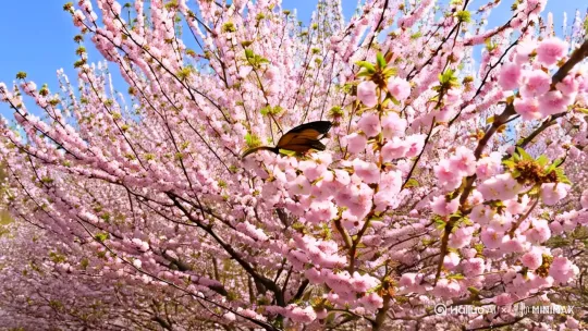 第一篇章:自然苏醒·30秒】
画面:延时摄影展现樱花树从花苞到盛放/蝴蝶破茧而出/溪流冲破薄冰奔涌
旁白:"春风如贵客,一到便繁华(字幕浮现清代袁枚诗句)"
转场:蒲公英种子随风飘散化作水墨笔触 by Hailuo AI Video Generator