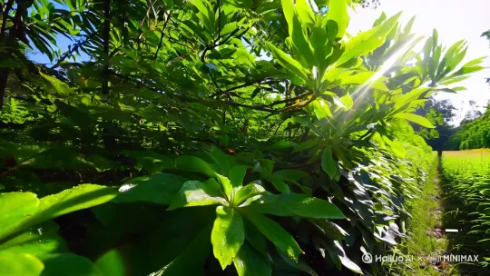 特写阳光穿透青翠冬瓜田，旁白：盛夏解暑神器--冬瓜 by Hailuo AI Video Generator