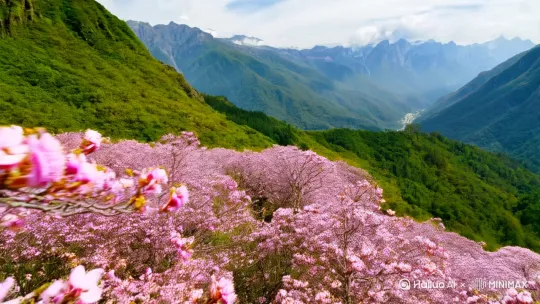 以一只蜜蜂的视角从远望漫山遍野的梅花丛，然后逐渐飞进，最终飞入梅花丛中，穿梭于花枝中，叮在一朵梅花上，再飞走 by Hailuo AI Video Generator
