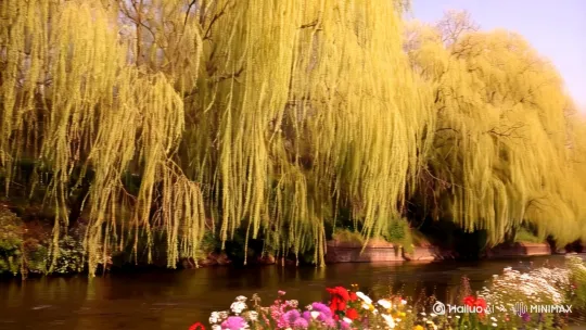 三春风扬柳万千条，鲜花盛开，小河流水 by Hailuo AI Video Generator