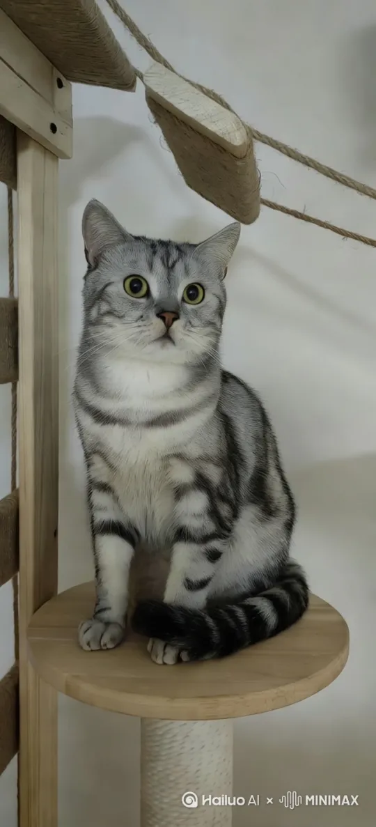 猫在田地里拿锄头铲地，一脸生无可恋又不失俏皮，就为了得到奖励，地里丰收的是一片猫粮 by Hailuo AI Video Generator