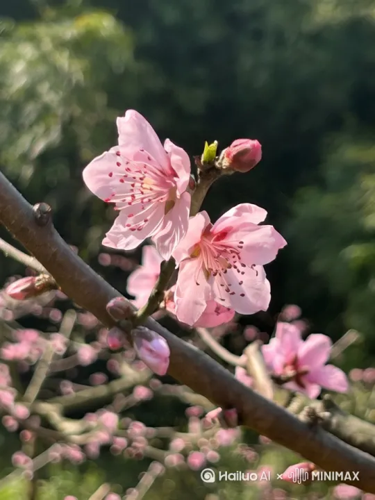 微风吹过桃花，轻音乐配鸟叫声，有治愈感，画面高清 by Hailuo AI Video Generator