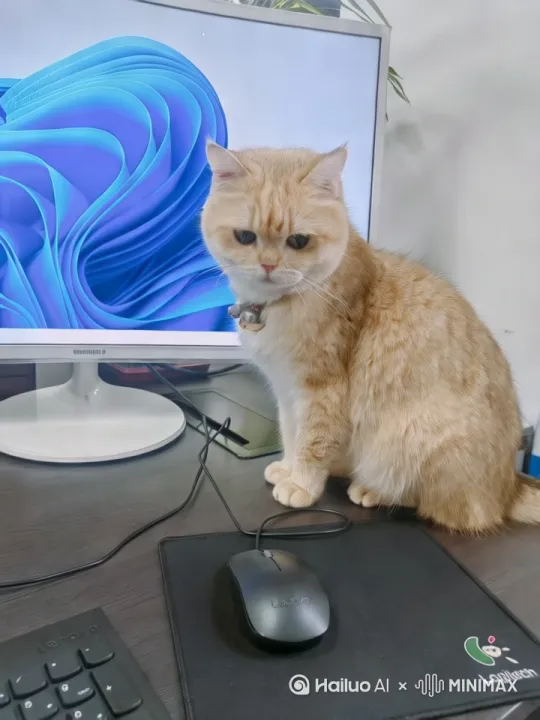 这是我养的猫咪，它去世了，我想让它动起来。 by Hailuo AI Video Generator