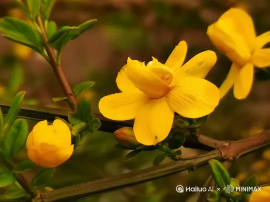 增加蜜蜂采蜜 by Hailuo AI Video Generator