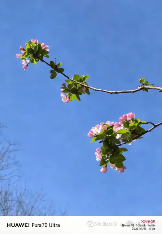 花枝正随风起舞，一只小鸟飞到花枝上[晃动] by Hailuo AI Video Generator