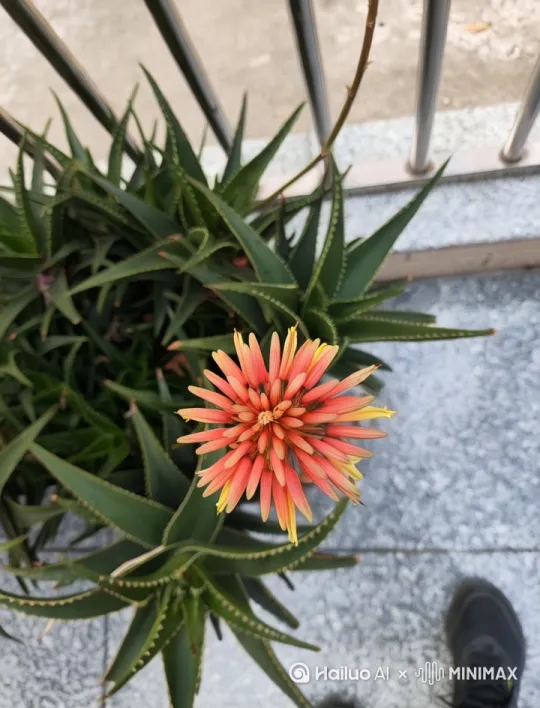 花开花落。 by Hailuo AI Video Generator