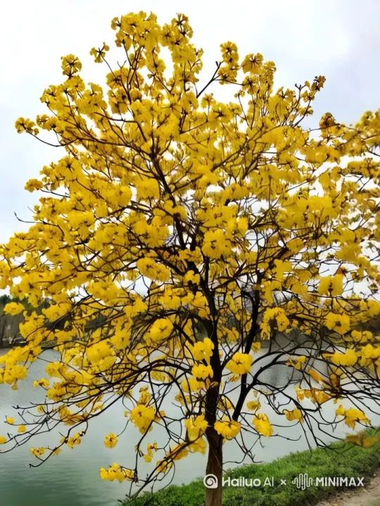 黄花风铃花迎风摇曳，天空湛蓝飘着少量云彩，湖面微波荡漾，一个披着白纱美少女从湖边缓缓走过 by Hailuo AI Video Generator