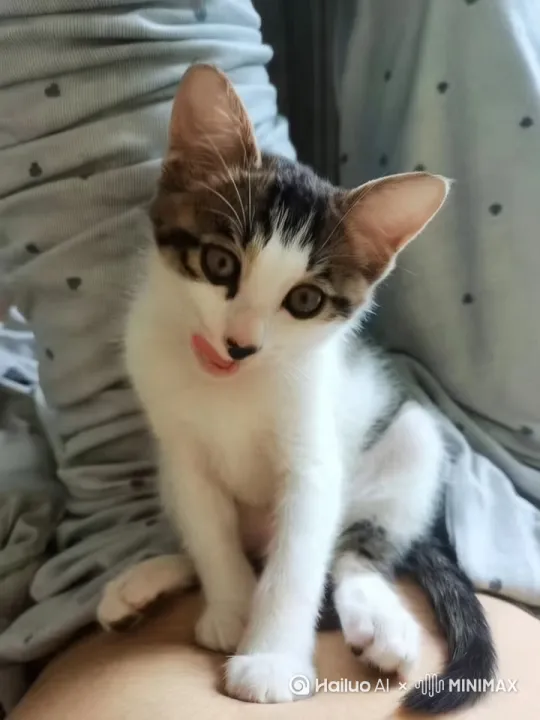 小猫吃包子生成可爱的动画视频 by Hailuo AI Video Generator