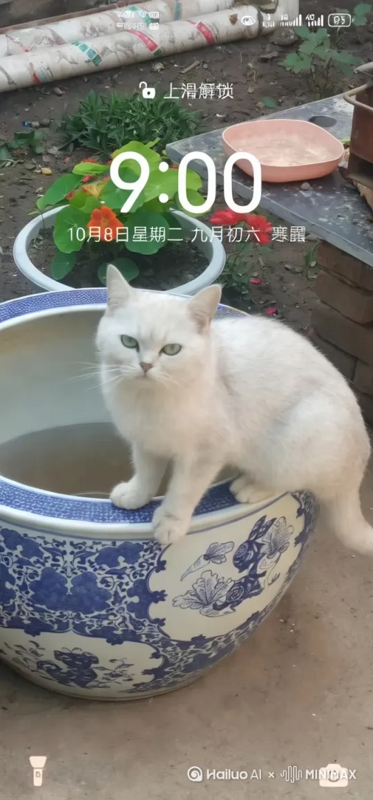  by Hailuo AI Video Generator