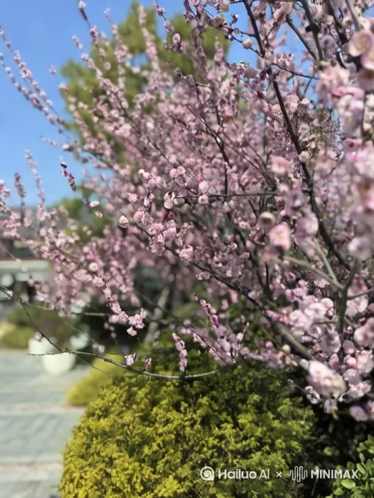 春风轻抚，[左移,推进,右摇]江南的暖阳下桃花盛开，一只猫在桃树下晒太阳 by Hailuo AI Video Generator