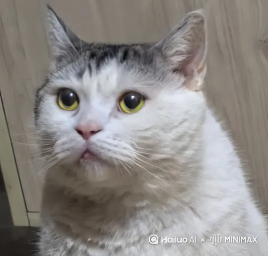 老虎拿着勺子喂胖橘猫吃，胖橘猫张大嘴巴的吃，开心地吃着麻辣豆腐，脸上露出满足的神情，画面渐暗。 by Hailuo AI Video Generator