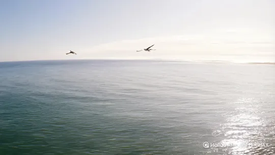 氵海鸥飞过大海[推进,上升][左移,左摇] by Hailuo AI Video Generator