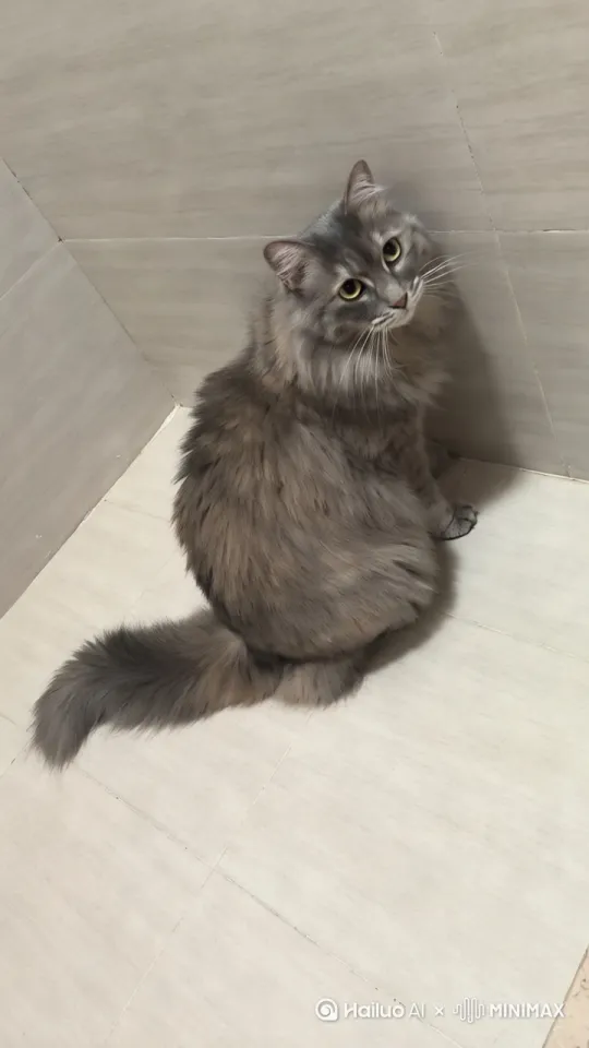 让猫跳舞 by Hailuo AI Video Generator