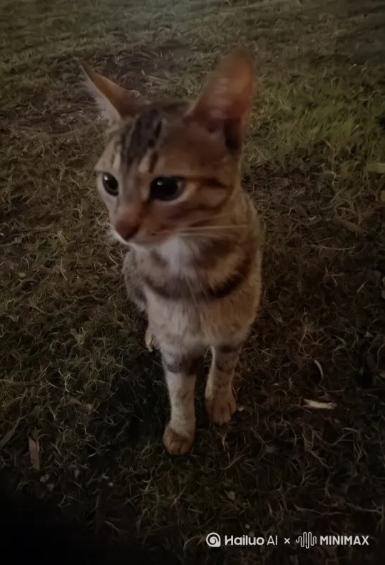 海风轻轻吹动身上的毛发，猫咪坐在石头上，脸上的毛发在风中轻轻不停地飘拂着，身上的衣服也在风中吹动轻微有动感，头轻轻转过右边一点点，略微睁开眼睛一条缝瞄一眼，右手轻轻抓起果汁瓶放嘴边用力喝了一口，有吞咽动作和腹部衣服有动感，再放下瓶子，然后恢复初前动作，再任风吹动毛发。[左摇,变焦推进] by Hailuo AI Video Generator