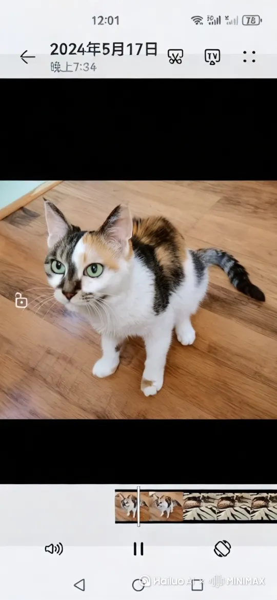 三花猫拉小提琴 by Hailuo AI Video Generator