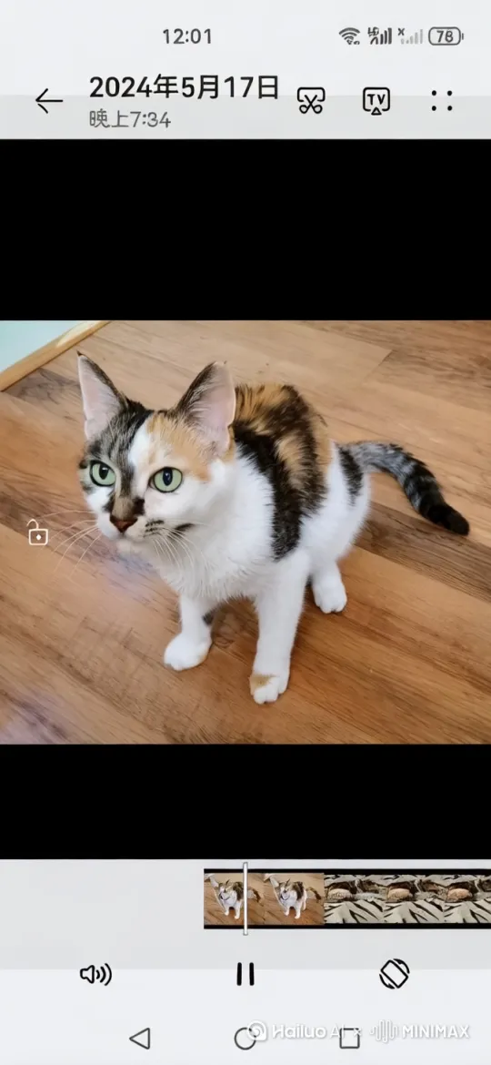 三花猫拉小提琴 by Hailuo AI Video Generator