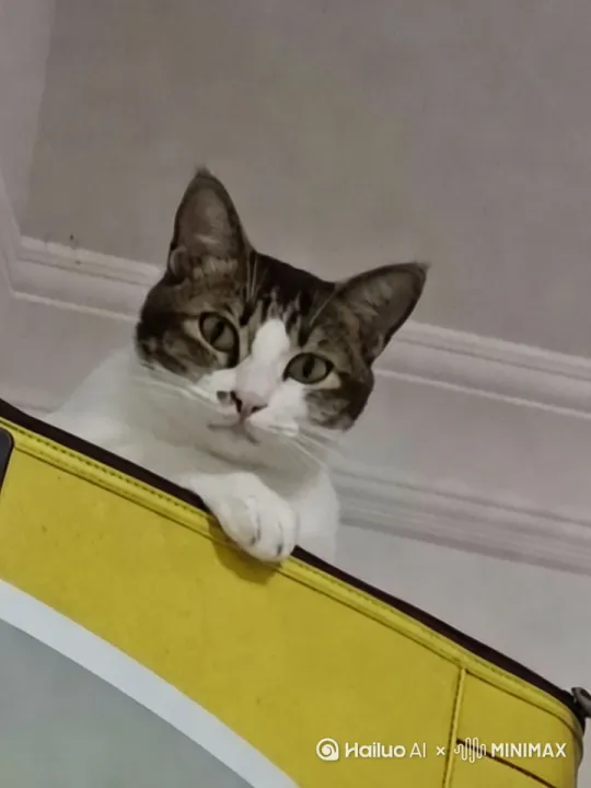 小猫直视镜头［推进］小猫掏出一副头戴式耳机播放摇滚乐跟着音乐点头［镜头轻微抖动］ by Hailuo AI Video Generator